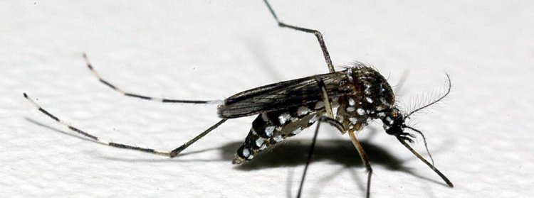 LIRAA DE JANEIRO - Zoonoses identifica  34 focos da dengue