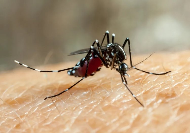 Cidade já tem 9 casos de dengue