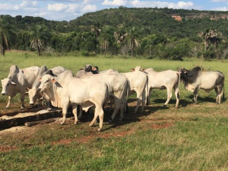 Minas Gerais não terá vacinação contra febre aftosa