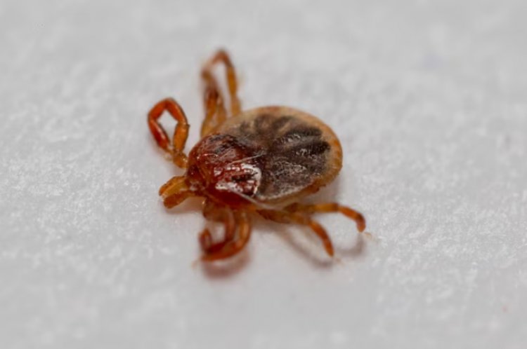 FEBRE MACULOSA - Brasil já registrou 53 casos
