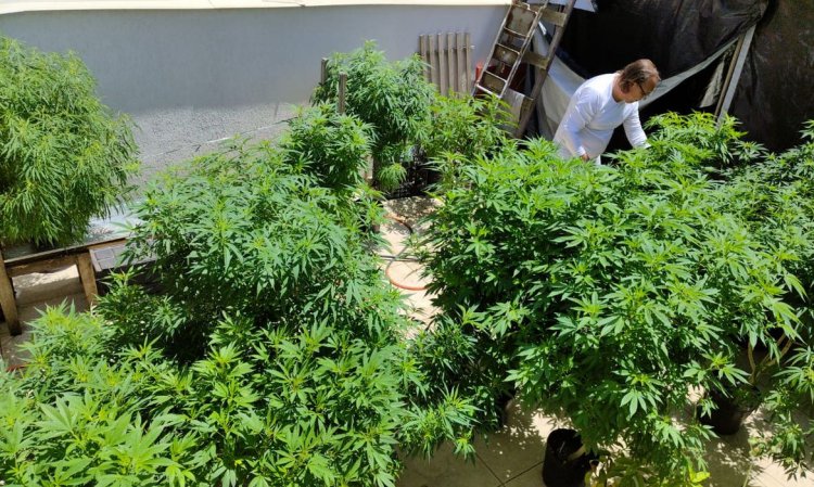 SAÚDE - Planta da maconha não poderá ser importada