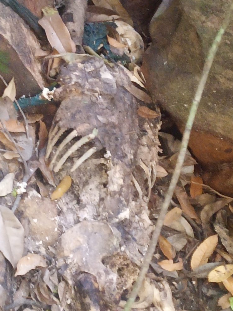 Corpo em decomposição é encontrado no “Parque do Lago”
