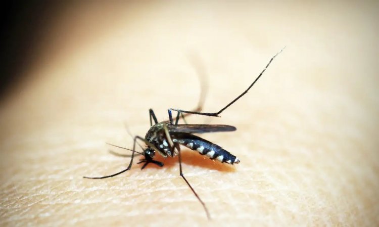 Ivermectina não é eficaz contra dengue