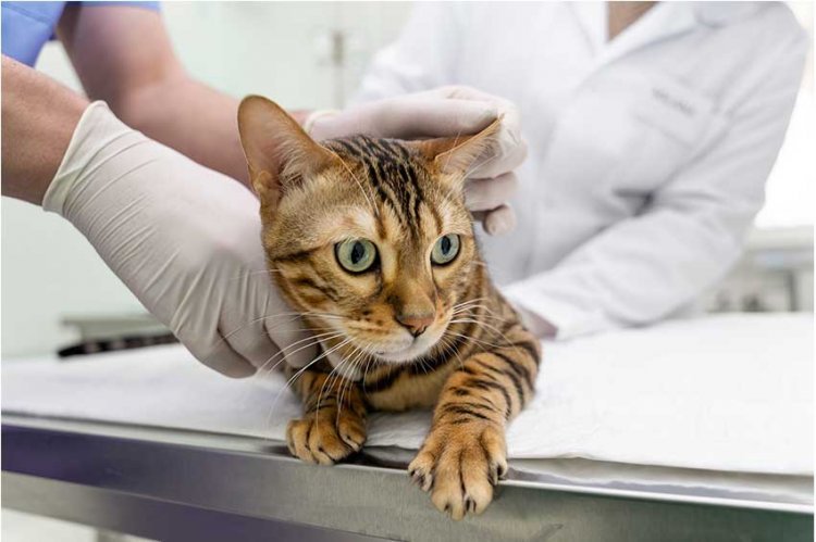 CÃES E GATOS - Câmara aprova controle de natalidade em Itatiaiuçu