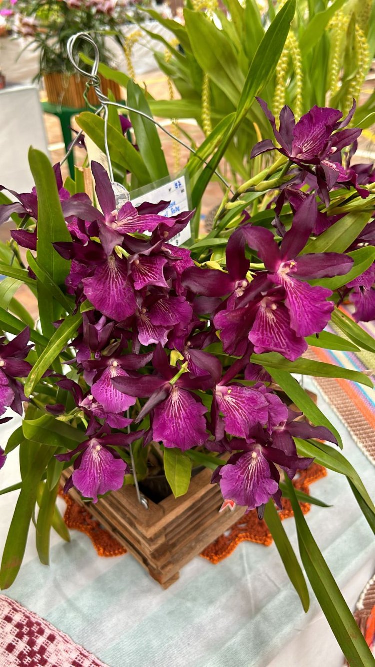 20ª EDIÇÃO - Itaguara realizou Exposição de Orquídeas em fevereiro