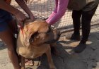 PROTEÇÃO ANIMAL - Campanha de vacinação antirrábica acontece em agosto