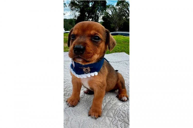 ADOÇÃO RESPONSÁVEL - Feira de adoção de animais neste sábado