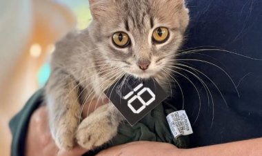 CASTRA PET - Inscrições para castração estão abertas até 4 de abril