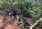 DENÚNCIA - Polícia Ambiental autua  responsável por corte de árvores