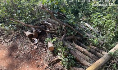 DENÚNCIA - Polícia Ambiental autua  responsável por corte de árvores