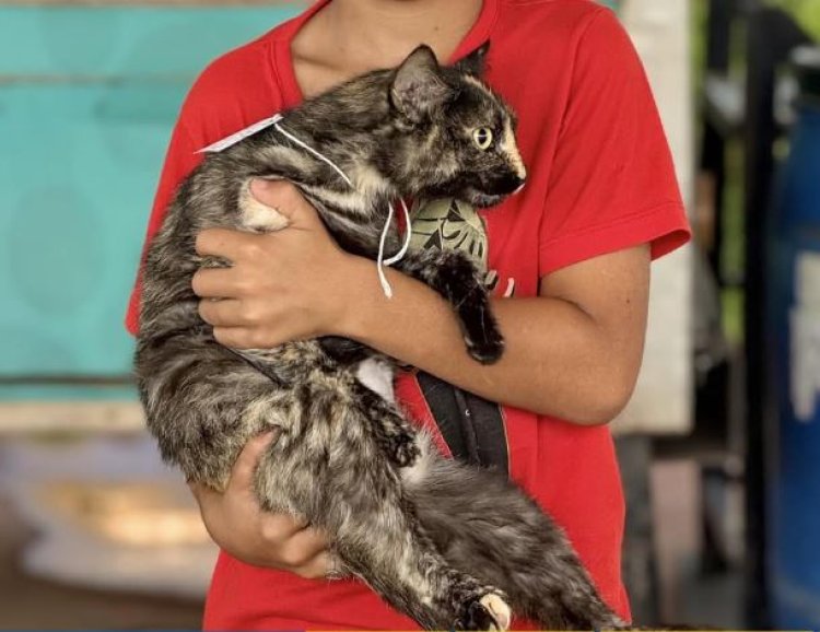 CASTRA PET - Inscrições para castração gratuita vão até 3 de agosto