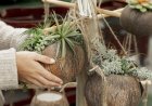 EMPREENDA VERDE - Vagas para curso de produção de kokedamas em Vieiras seguem abertas