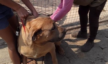 Campanha de vacinação animal a partir do dia 10