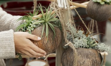 Curso gratuito de  produção de kokedamas