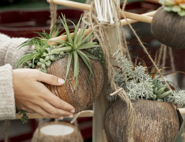 Curso gratuito de  produção de kokedamas