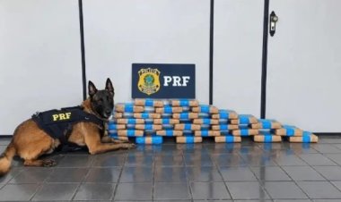 PRF apreende 36 kg de maconha