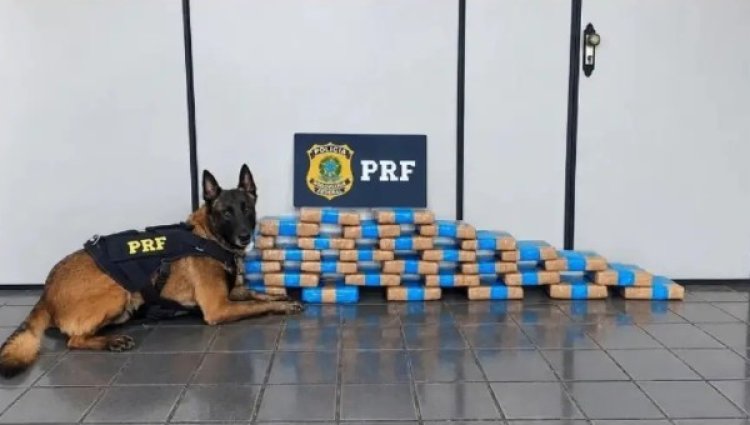 PRF apreende 36 kg de maconha