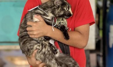 Itatiaiuçu regulamenta política de proteção e bem-estar animal